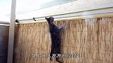 小猫爬高墙，爬到一半没力气了，紧急关头，大猫居然伸援助之手