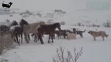 暴风雪突然来临，十多匹牧羊犬抵抗着寒冷陪伴主人赶羊！