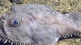 深海丑鱼，已经尽力长得不像食物了，还是逃不过被吃的命运！
