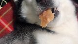 睡个觉怎么都那么有戏呢？二哈 萌宠
