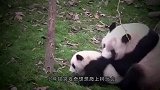 熊猫吃竹子一次次推开宝宝，突然想起娃是亲生的，神反转太可爱了