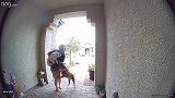 美国一名女子抱着自己的狗躲避比特犬攻击 快递员出手相救