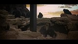 石柱发出奇怪声音，猩猩们纷纷奇怪，对这个石柱产生了好奇！