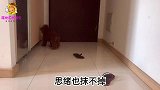 铲屎官偷拍到她不在家和在家时，狗子的一举一动，看哭了