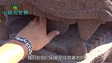 石狮子嘴里的球到底是怎么放进去的看完不得不佩服古人的智慧