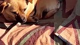 狗子：你们两个太过分了，这样来对我！