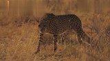 猎豹：实拍猎豹捕猎精彩瞬间,这速度快得惊人,不愧是捕猎高手！