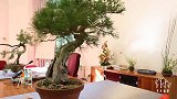 盆景大师手把手时示范松树盆景整型，小林国雄教学课堂实录