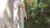 狸花猫：是时候给你们演示下，我在武当那学的飞檐走壁了