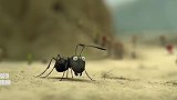 昆虫总动员：蚂蚁回到蚁巢，小瓢虫也跟过来，成为蚁群的一员