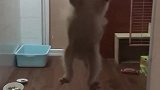 小猫：不就爬窗户么，谁还不会呀！