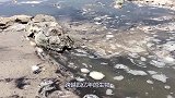 跨越四亿年的生物，它的“蓝色血液”贵比黄金，却被人类逼上绝境