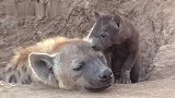 鬣狗女王和幼崽的独处时光：在巢穴里，安全又舒适