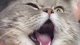 心疼又好笑！猫咪打哈欠下巴脱臼变表情包！