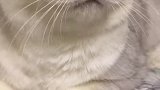 洗猫一时爽，哄猫大半响