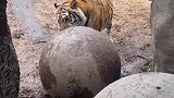 喜欢玩球的老虎