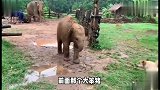 狗狗挑衅小象，那场面太滑稽了