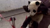熊猫宝宝们集体亮相，好像毛绒玩具，这也太可爱了吧