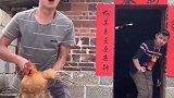 游泳走到肚子里了