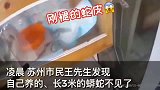 蟒蛇找到了，官司却来了，太好笑了！