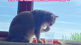 小白是捡的公猫，纯属巧合