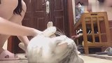 刚到家猫咪就撒娇，缠着主人摸肚子！