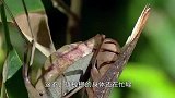 雄螳螂的身体还在忙碌，雌螳螂已经开始“蚕食”它的头了