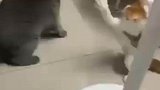 两猫打架，实力悬殊