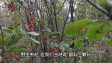 蘑菇有千百种，你认识几种？今天带你们进入蘑菇的世界