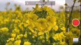 第50期：路上遇到油菜花田怎么拍视频