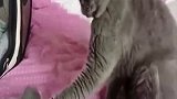 猫妈自己教训小猫咪，没想到教训完又心疼地摸它