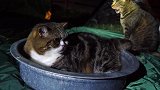 卧在盆子里的猫咪，看这凶巴巴的小眼神，真是好怕怕呢！