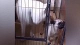 瞬间老实了