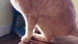 独自在家的猫咪，居然是这样子