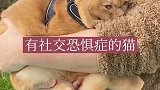 这是一只好玩的社恐猫