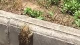 爆笑翻过去就有天鹅肉