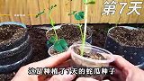 农村很独特的一种蛇瓜，看起来很像蛇，你知道怎么种出来的吗？