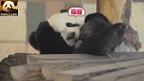熊猫宝宝对着镜头卖个萌，懒洋洋的小模样可爱到犯规