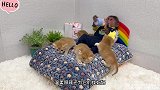 小猴子比比救助迷路的小猫咪，温柔照顾还为它们找妈妈