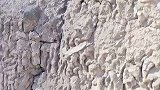 独角四足羊，惊呼无羊敢敌