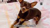 小鹿犬生气了不理主人，就因主人拿家法打了他，太逗了