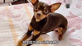 小鹿犬生气了不理主人，就因主人拿家法打了他，太逗了