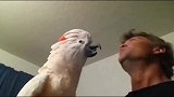 鹦鹉和主人聊天大笑，太魔性了，忍不住笑出声！