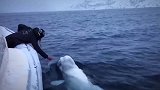 超友好白鲸！冰山附近陪船员玩抛接球游戏