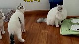 两只猫咪互相看不顺眼，还以为它俩要动手了，