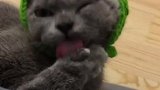 小猫咪：这味道太香了吧