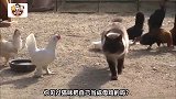 流浪猫把自己当成了鸡，每天当保安守护鸡棚，太温馨了！