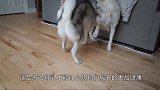 隔壁二哈每天来蹭奶 突然有一天再也不来了 主人说二哈已经长大
