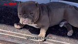 这孩子都不好意思喂奶 有点太成熟了