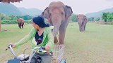 他们从救助大象到一无所有！